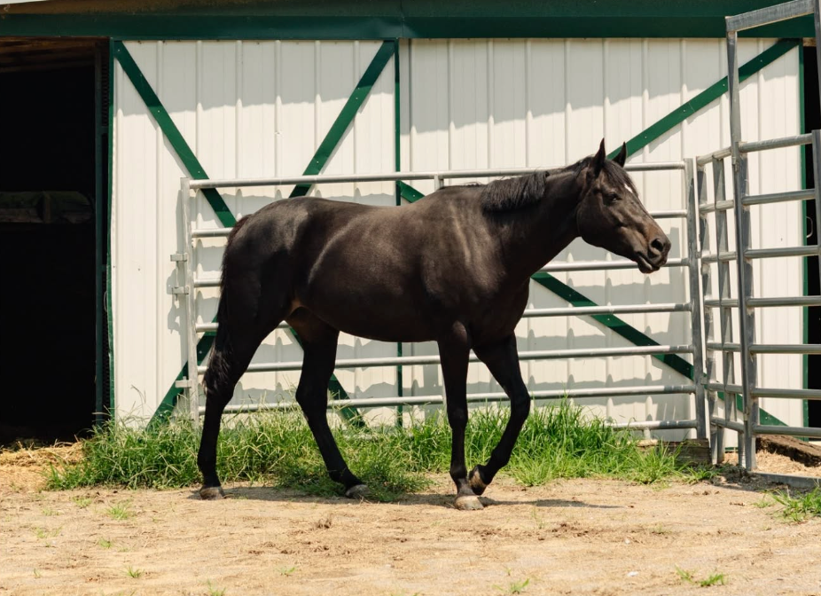 How to Tie & Load a Horse in a Trailer Safely