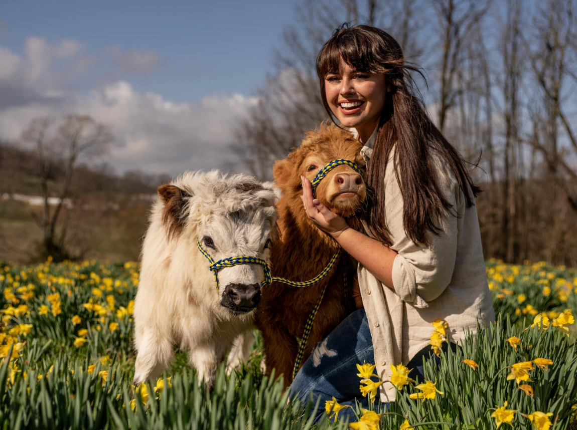 What It's Really Like Owning Mini Highland Cows