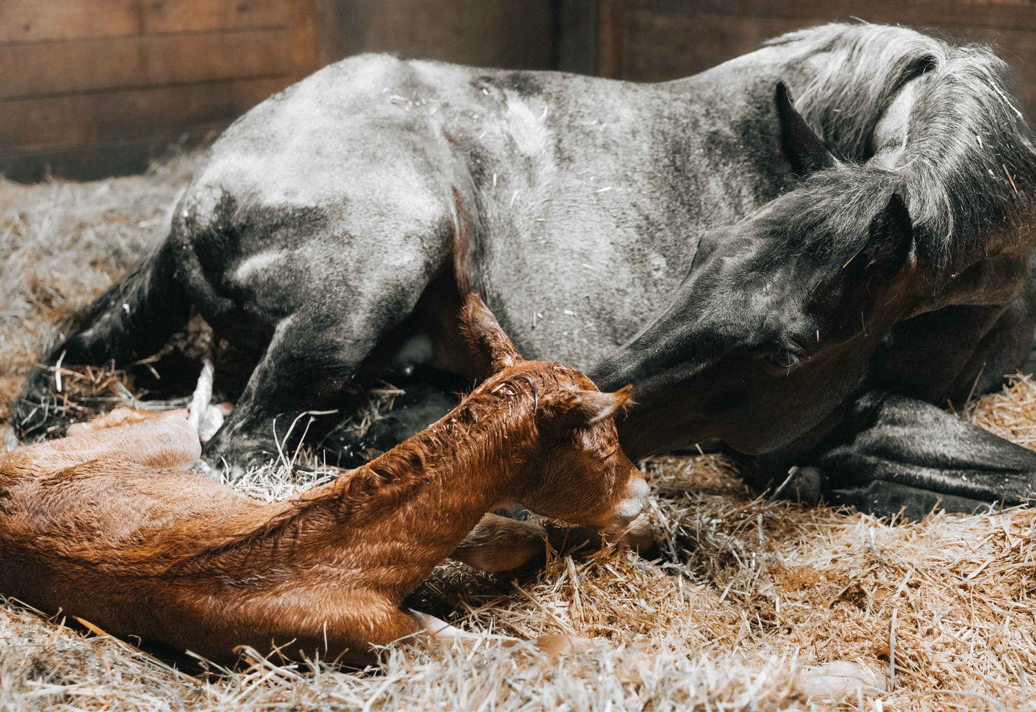 mare and foal after birth