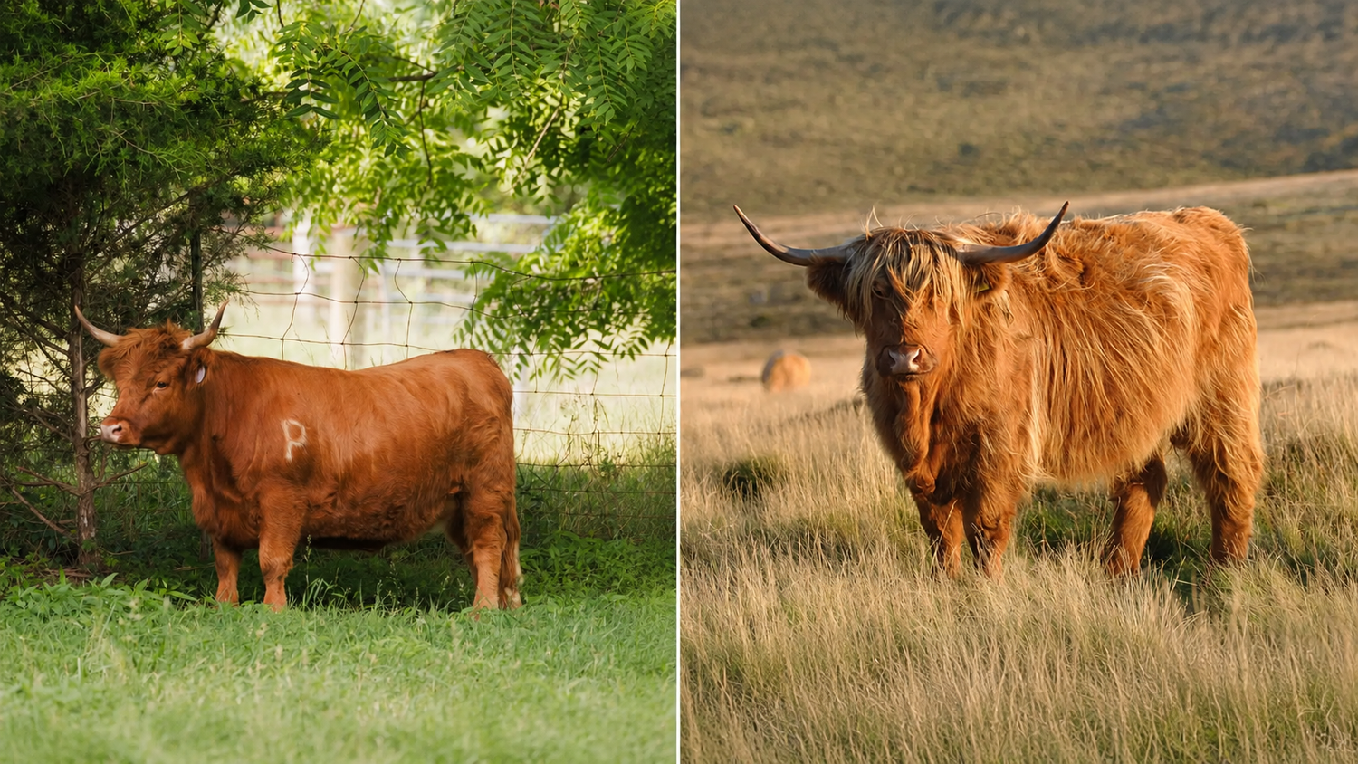 mini highland cow vs regular highland cow