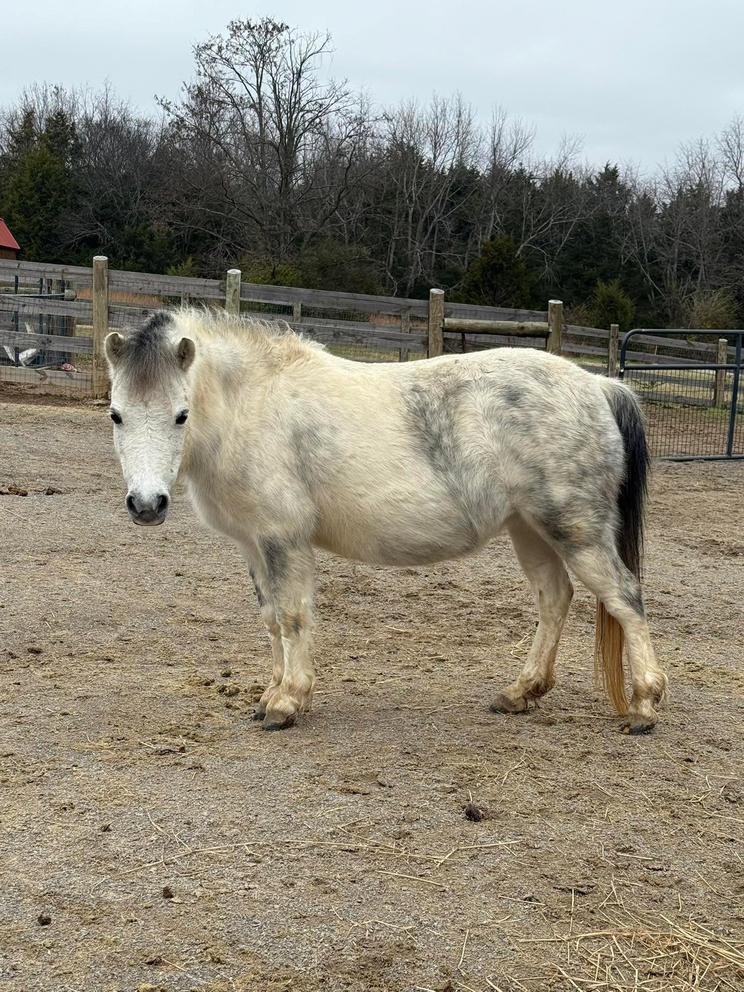 pregnancy in mares