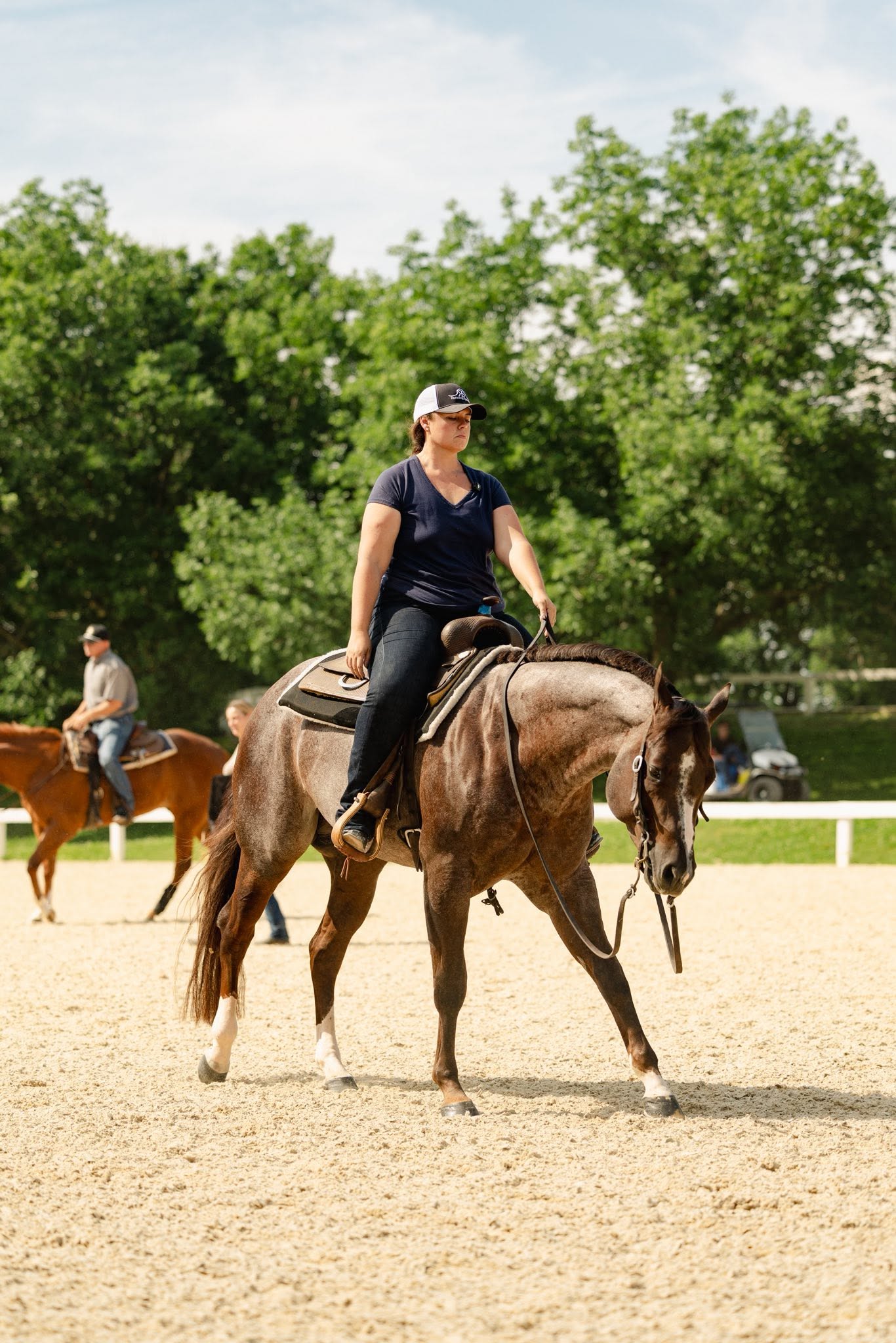 What Is a Quarter Horse Breed