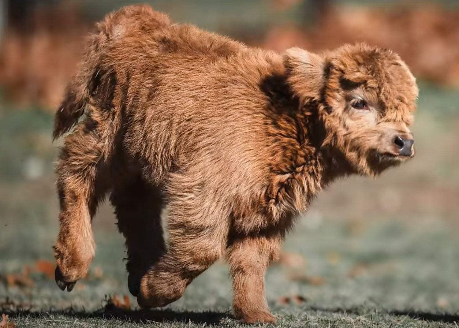 A New Way to Capture Mini Cow Cuteness with Katie Van Slyke