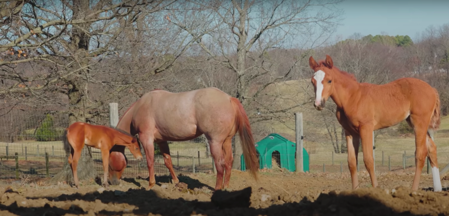 The Thrilling World of Horse Breeding at Running Springs with Katie Van Slyke