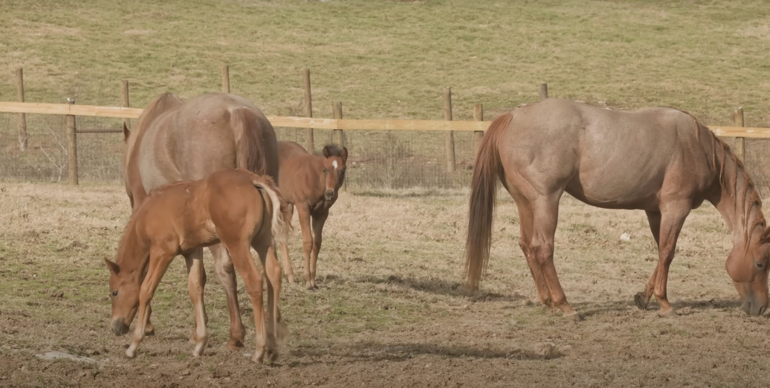 The Joy of Horse Breeding: Welcoming Huckleberry the Foal to the Farm