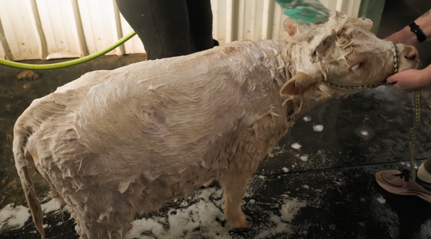 Pampering Mini Cows with Katie Van Slyke: A Fun-Filled Grooming Day