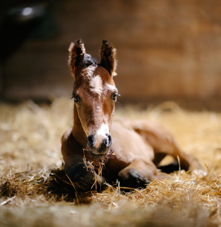 Signs of a Healthy Foal Birth