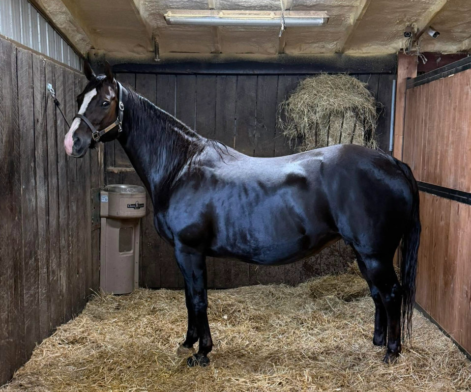 Horse Labor Symptoms