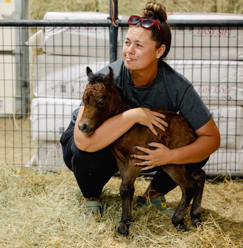 The process of giving birth in horses