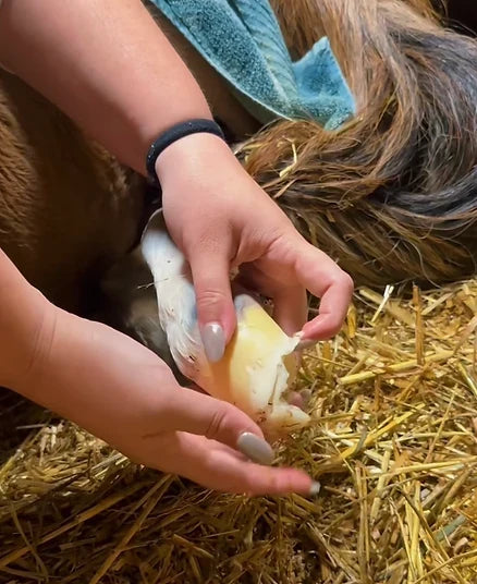 foal slippers