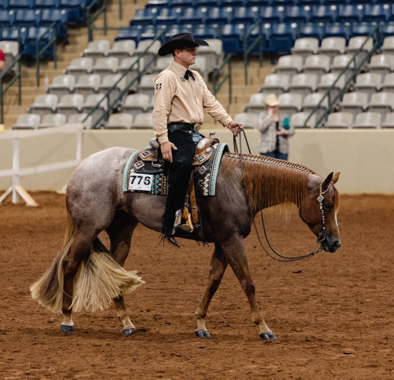 canter vs gallop