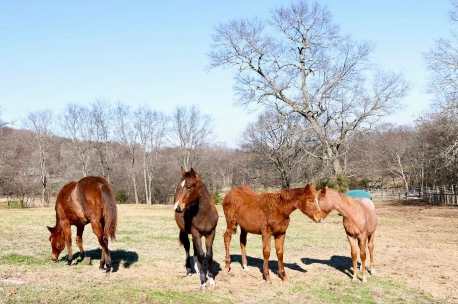 Group of horses outside on the grass