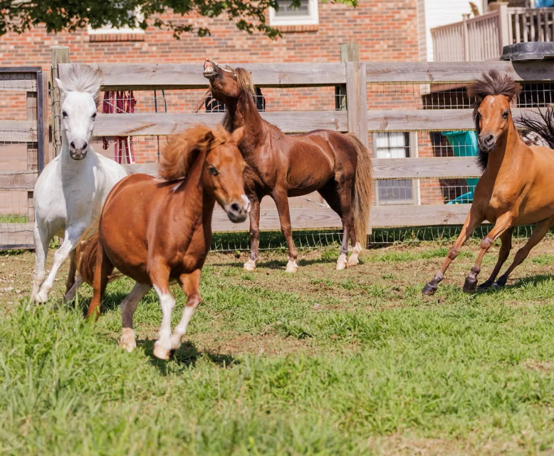 what is a horse turnout