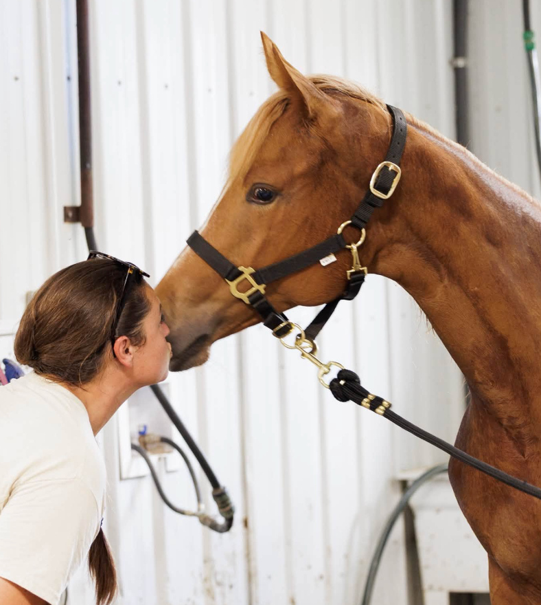 do horses need companions