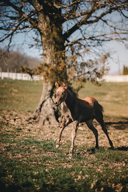 Weaning Horses: A Comprehensive Guide with Katie Van Slyke