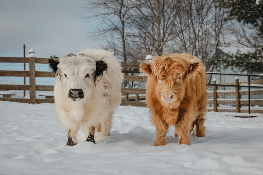 Poppy and Petunia mini cows