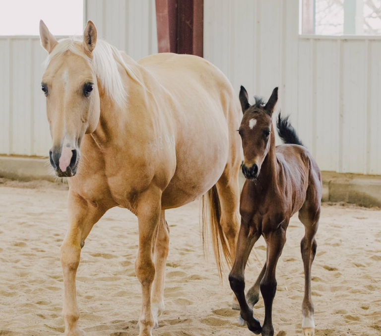What Does Progeny Mean in Horses? | Katie Van Slyke