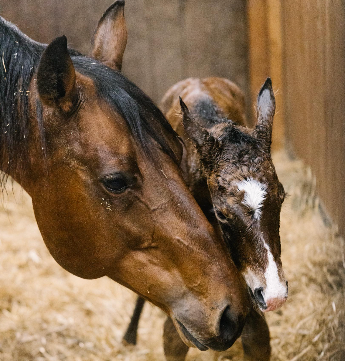 mare and foal