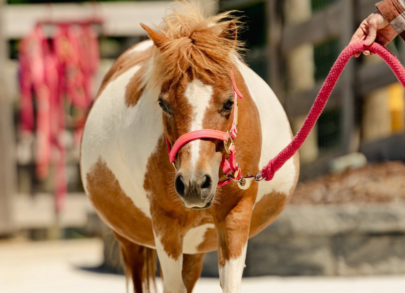 signs of a pregnant mare