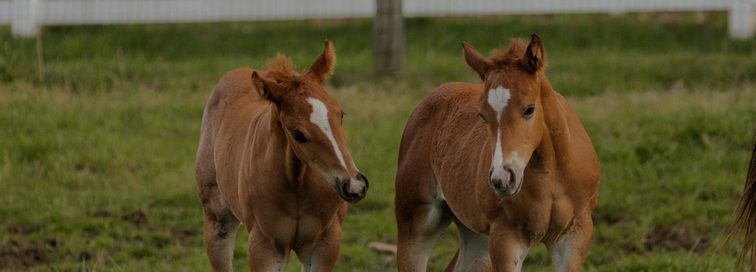 Foals