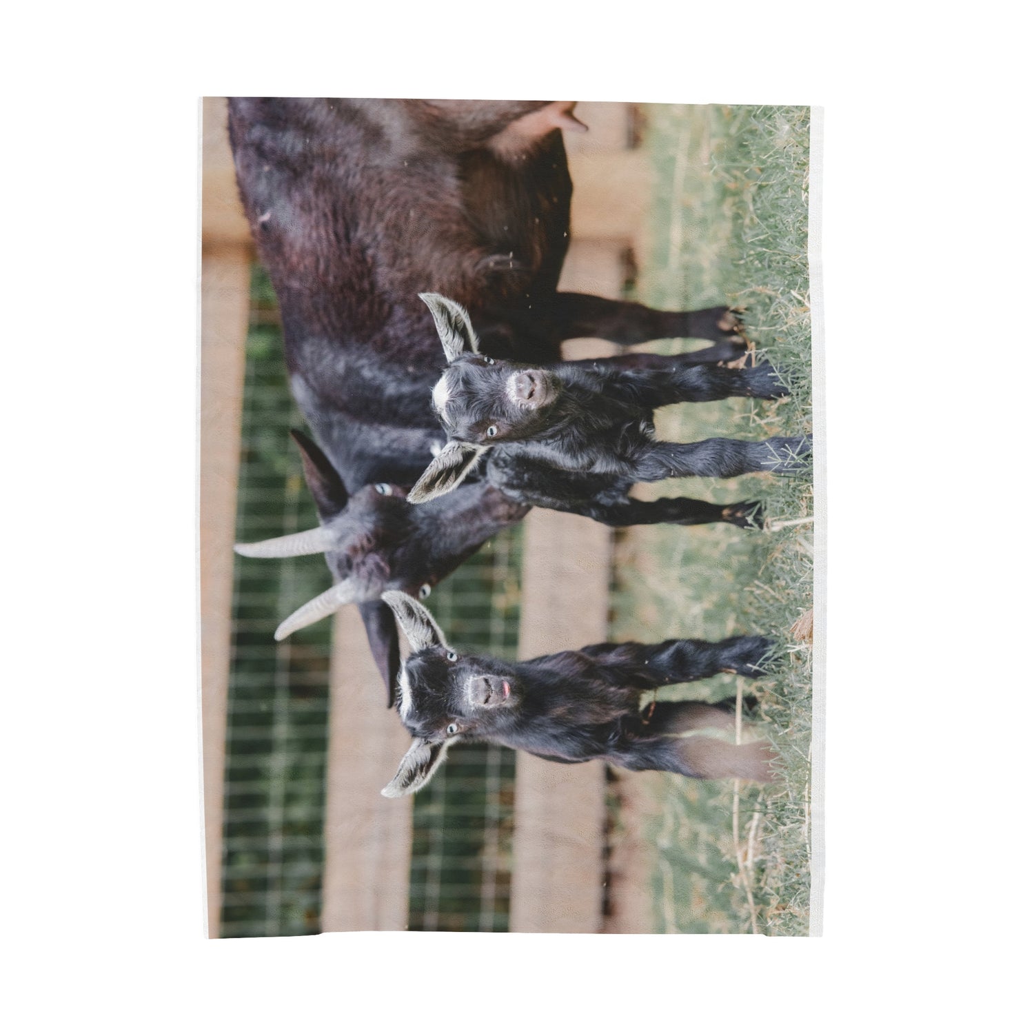 Mini Goats Blanket by Katie Van Slyke