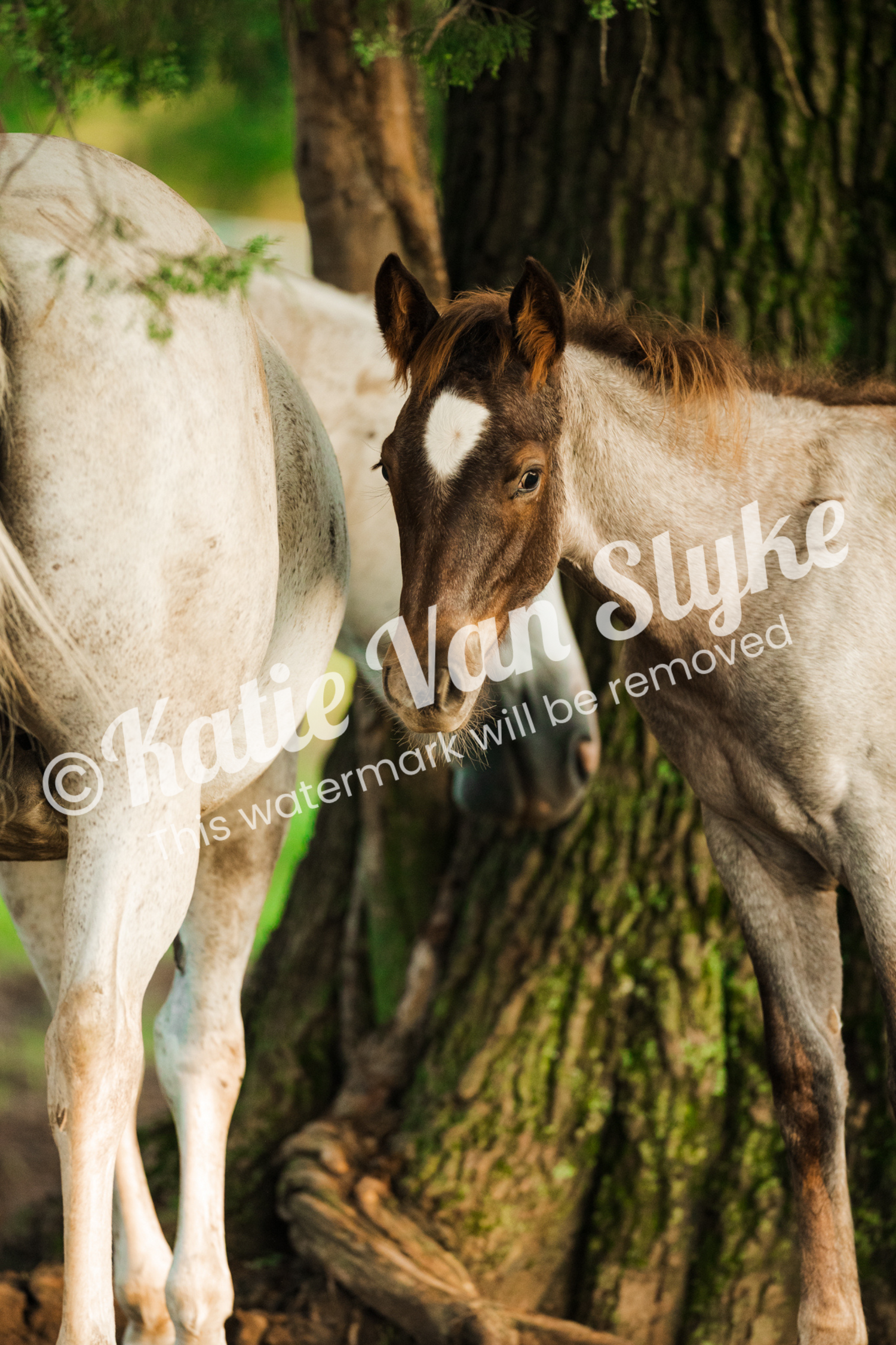 Big Knox Digital Download by Katie Van Slyke™