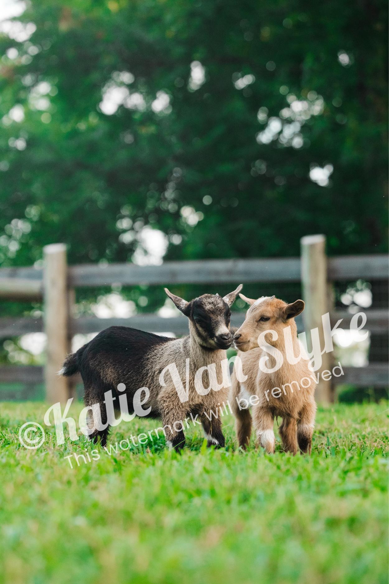 Briar and Bloom Digital Download by Katie Van Slyke®