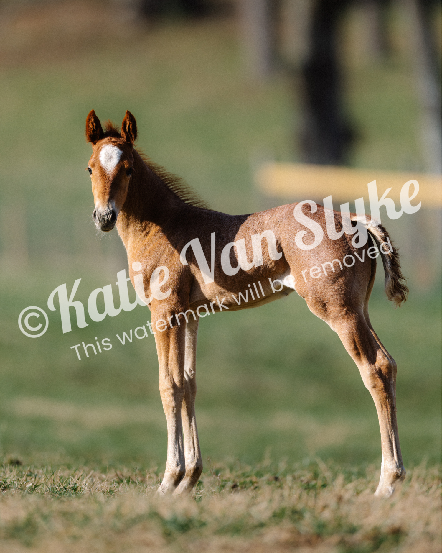Knox Digital Download by Katie Van Slyke™