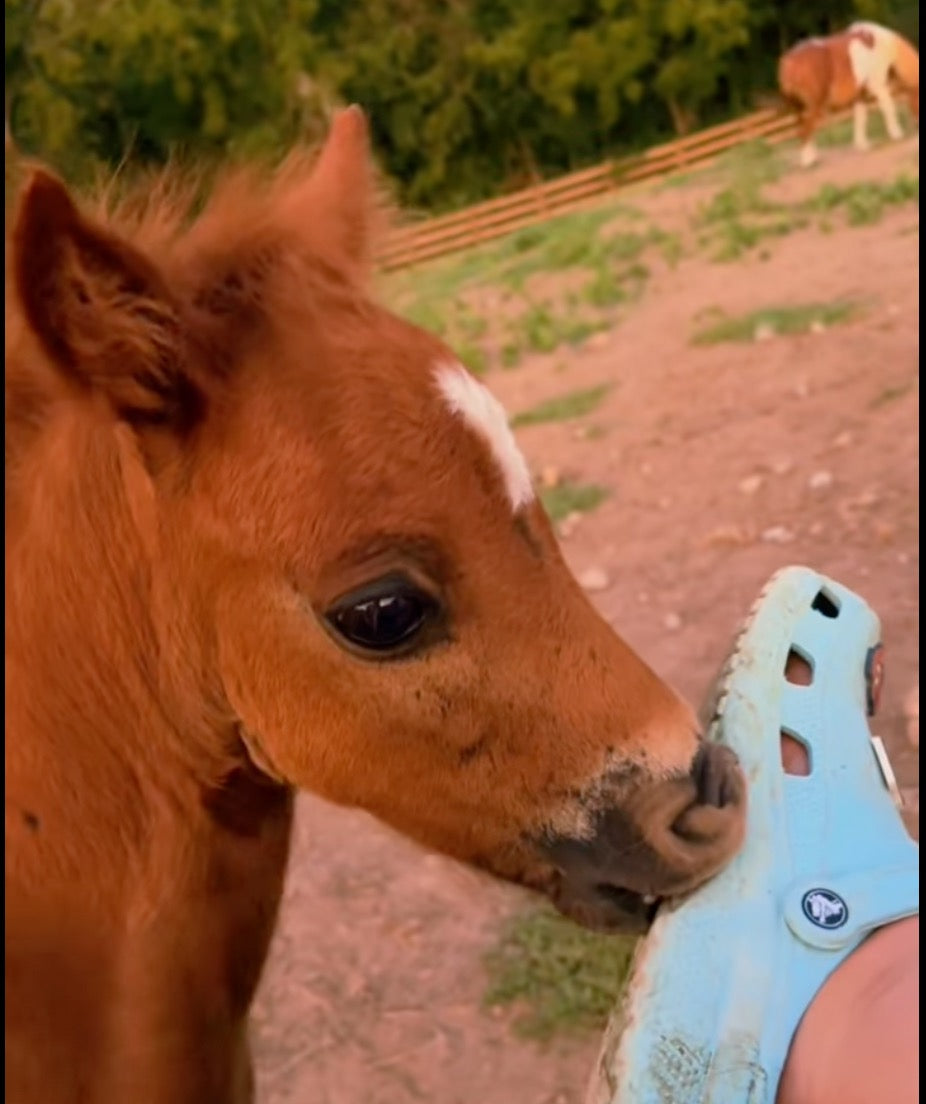 Foal biting crocs