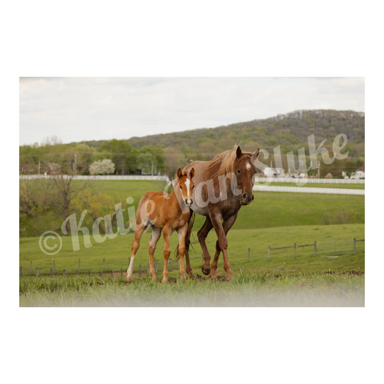 Freddie and Ginger Digital Download by Katie Van Slyke