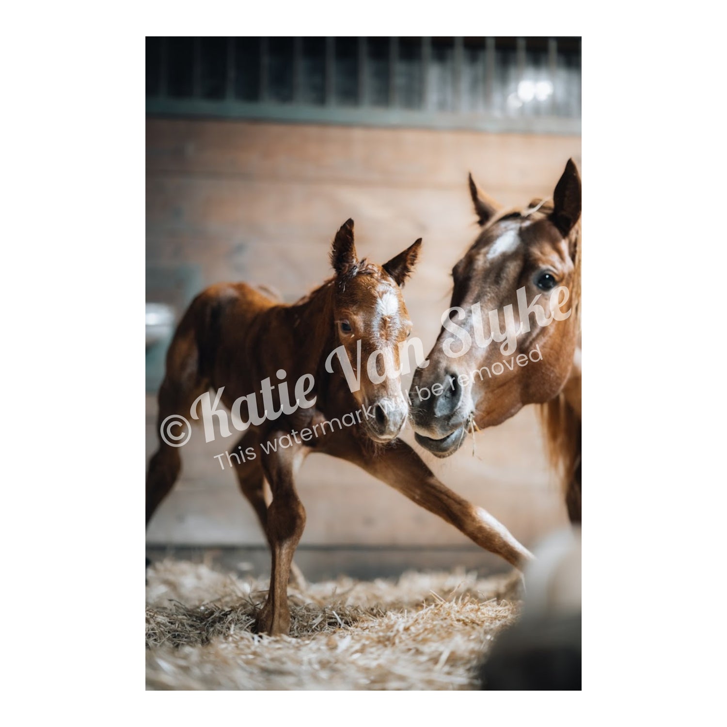 Ginger and Teddy Digital Download by Katie Van Slyke™