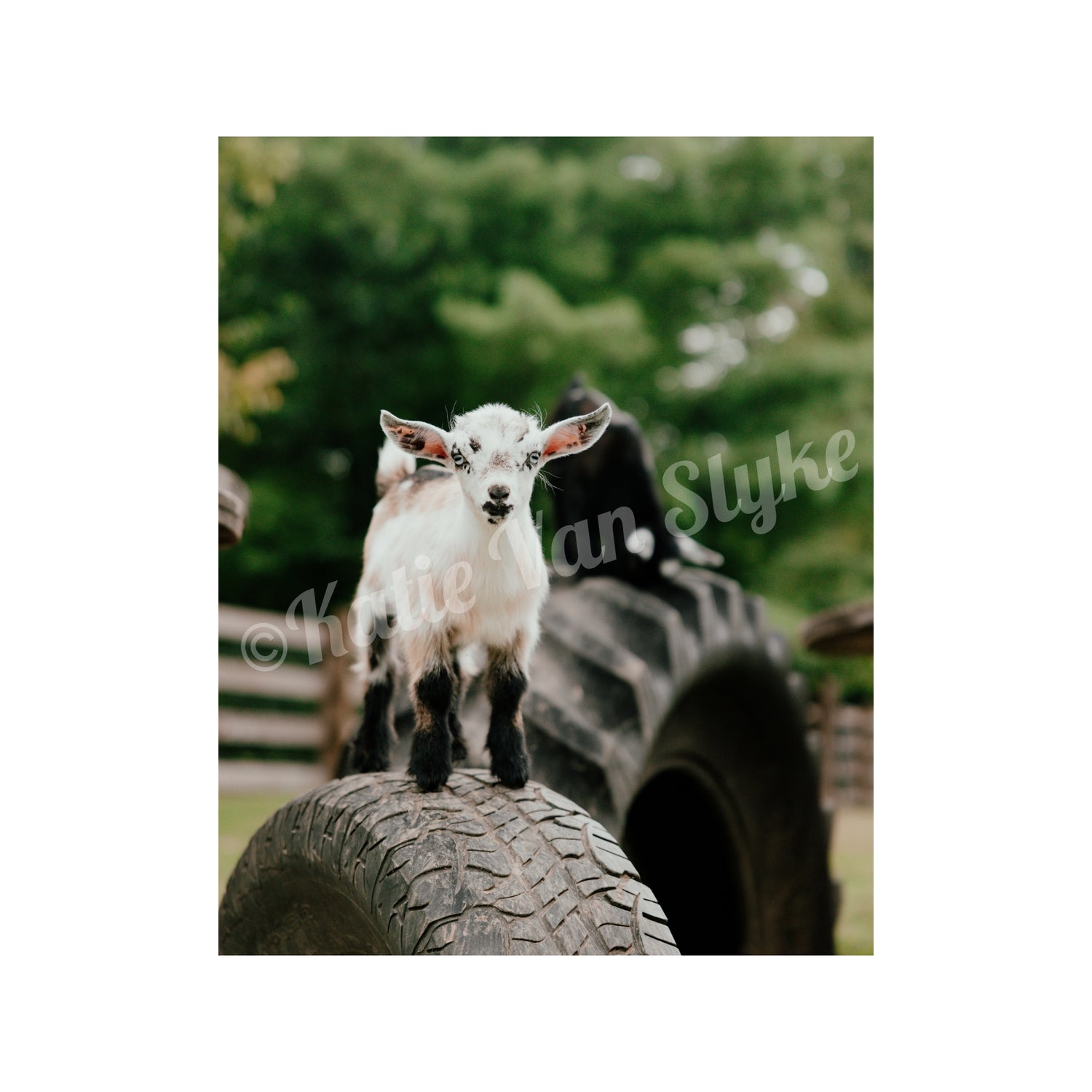 Goat Digital Download by Katie Van Slyke