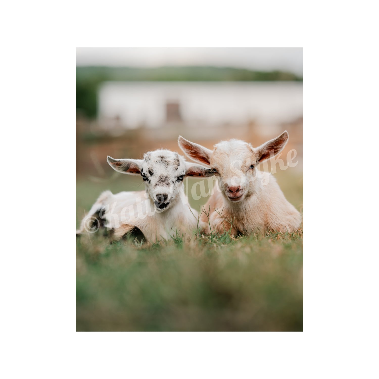 Goats Digital Download by Katie Van Slyke