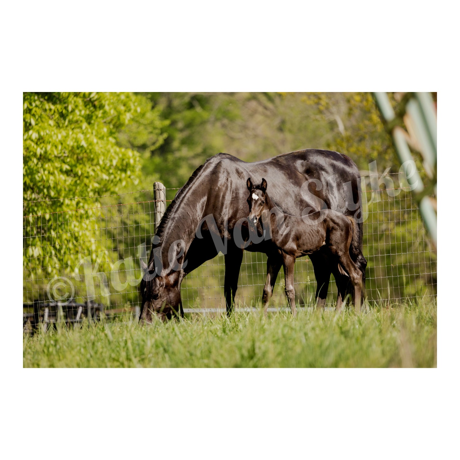 Indy and Wally Digital Download by Katie Van Slyke