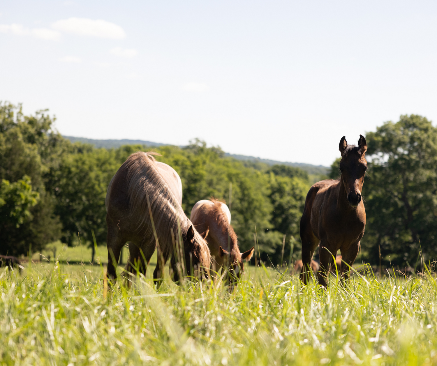 Mare and foals field 2