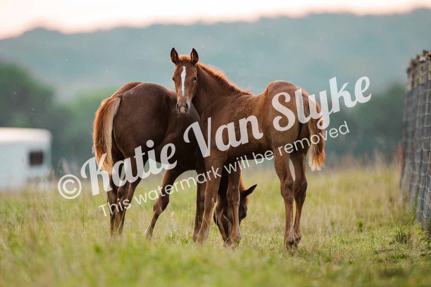 Millie and Ted Grazing Digital Download by Katie Van Slyke™