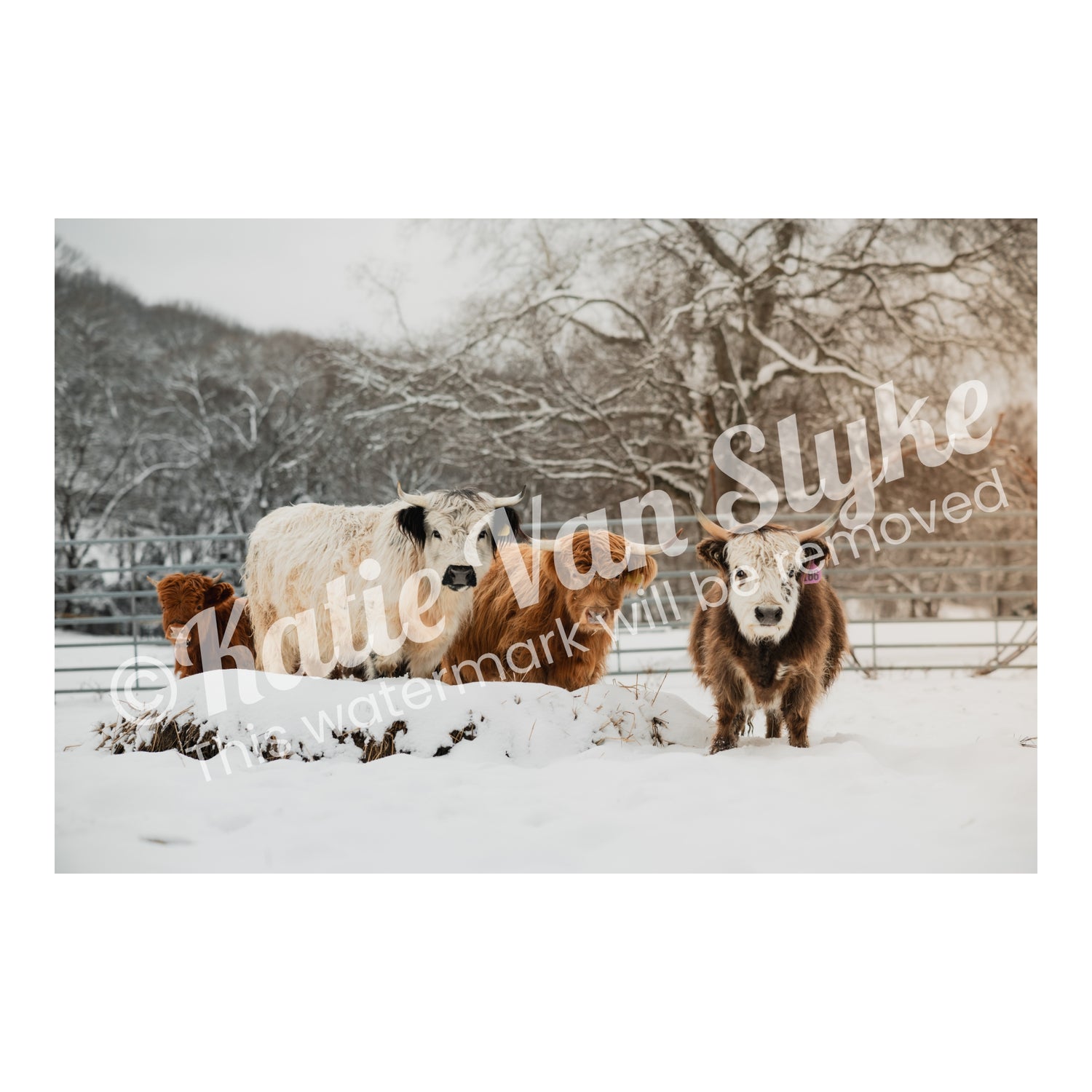 Mini Cows Snow Digital Download by Katie Van Slyke