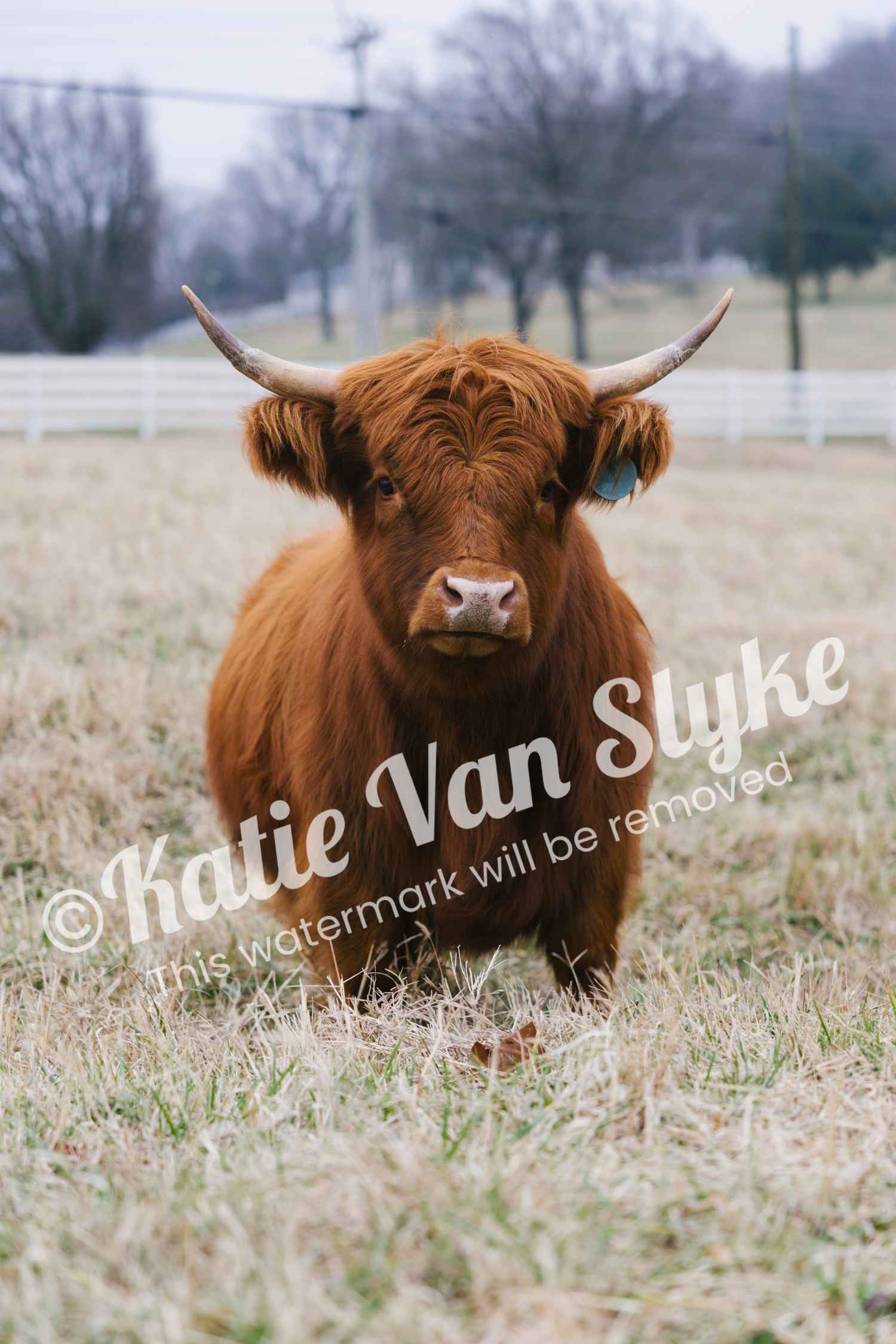 Miss Pumpkin Digital Download by Katie Van Slyke®