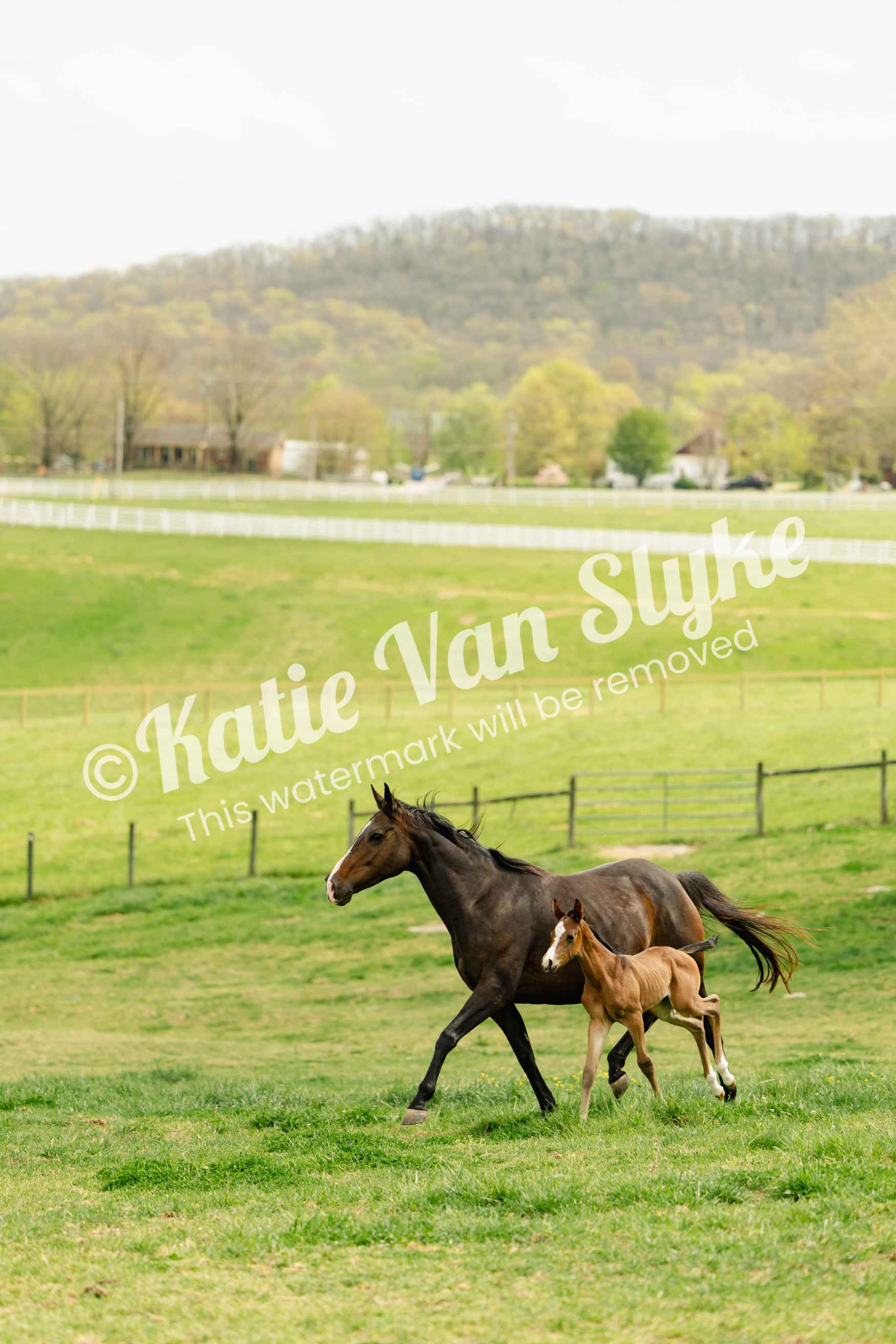Digital Downloads | Running Springs Farm by Katie Van Slyke