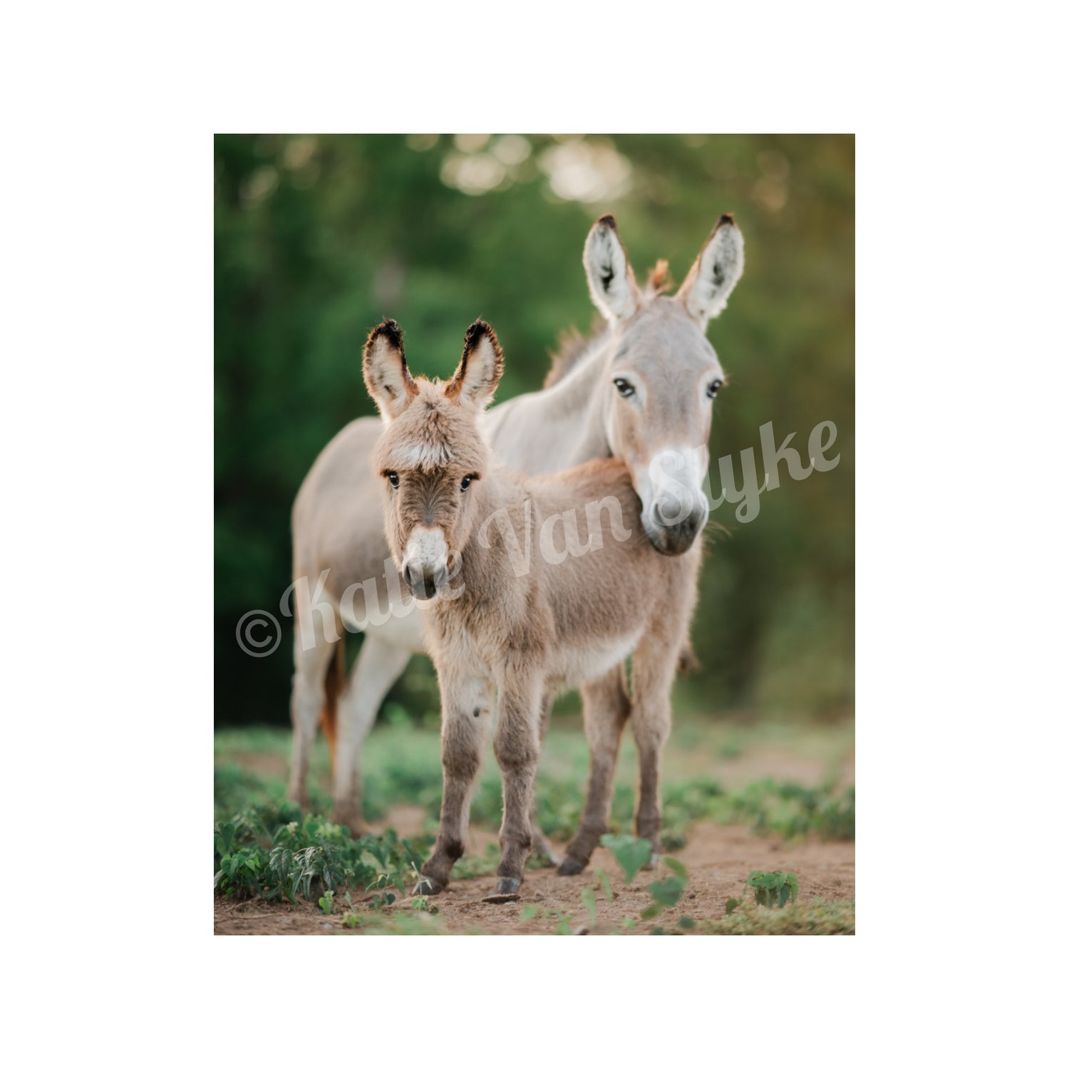 Pico and Dolly Digital Download by Katie Van Slyke