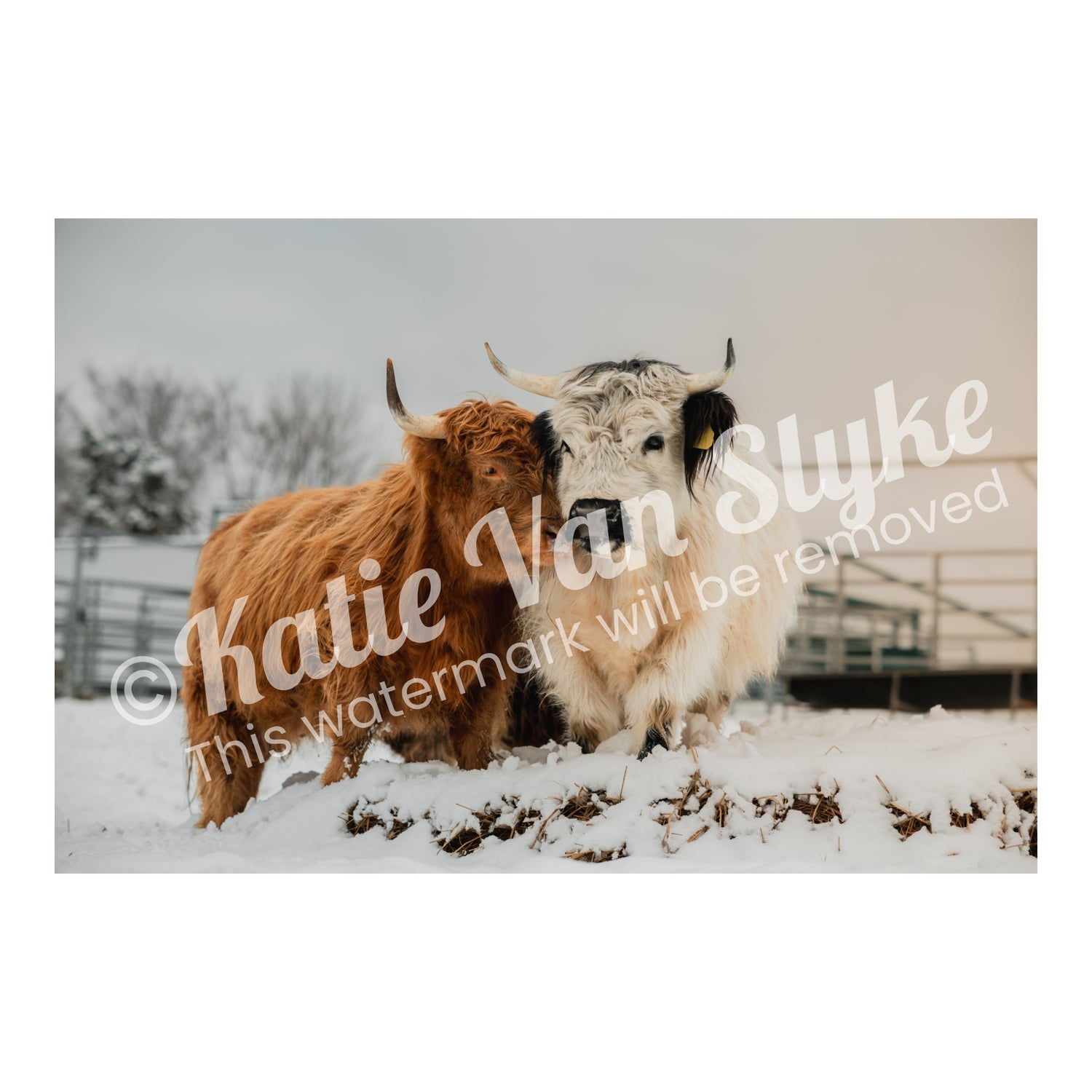 Poppy and Petunia Snow Digital Download by Katie Van Slyke