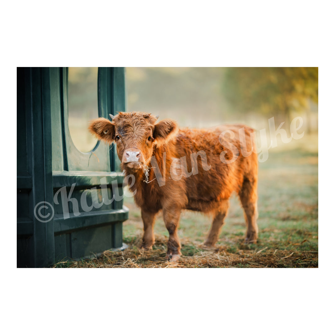 Katie intelligence overview