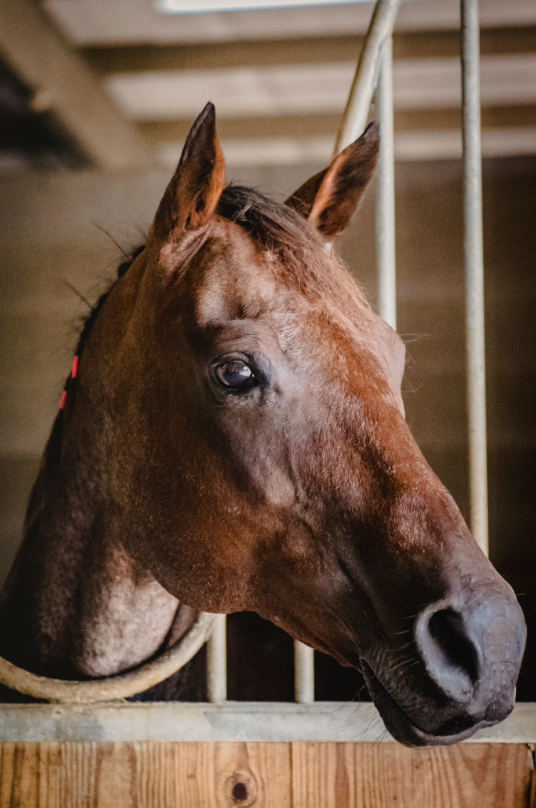 Saddle Up - Taylor