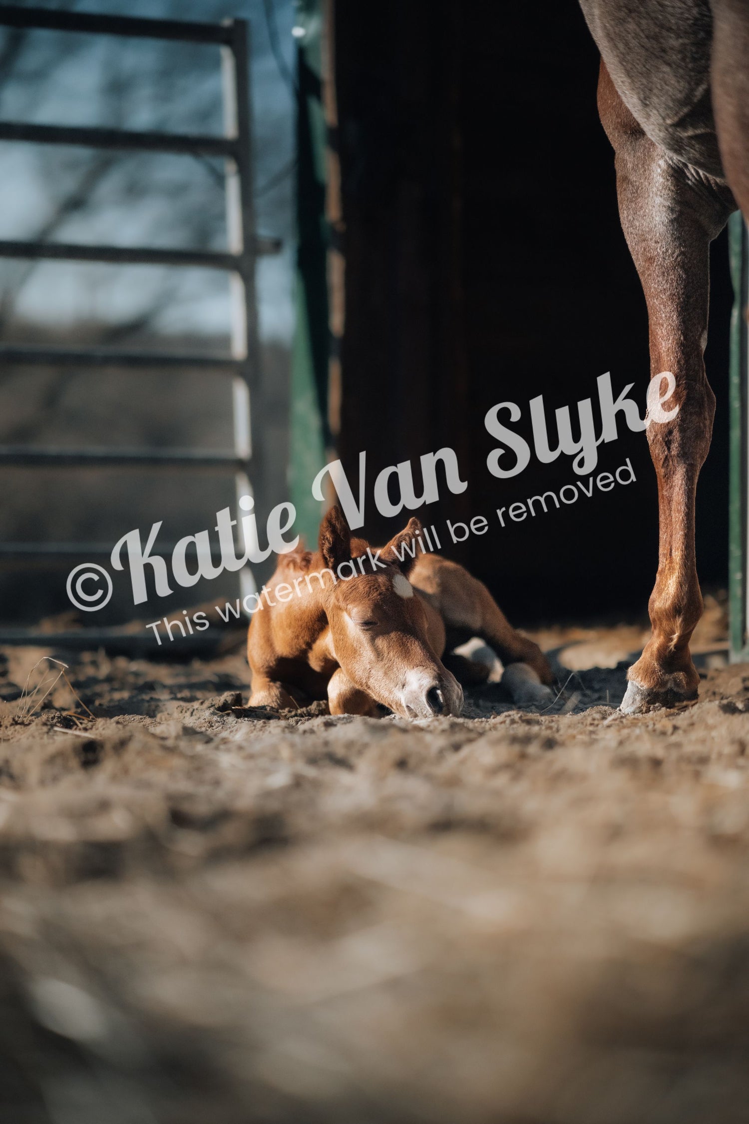 Sleepy Teddy Digital Download by Katie Van Slyke™