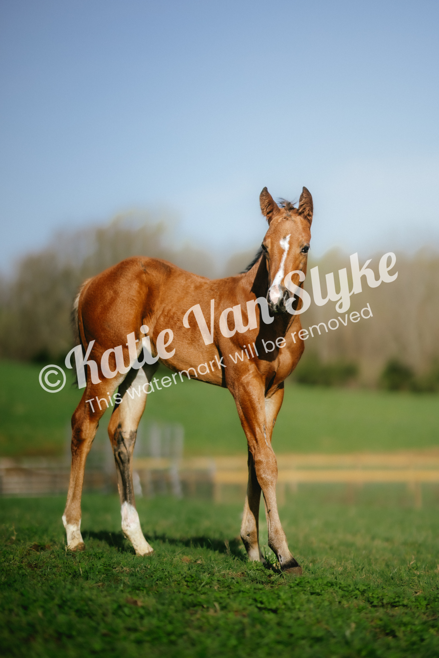 Huckleberry Field Digital Download by Katie Van Slyke™