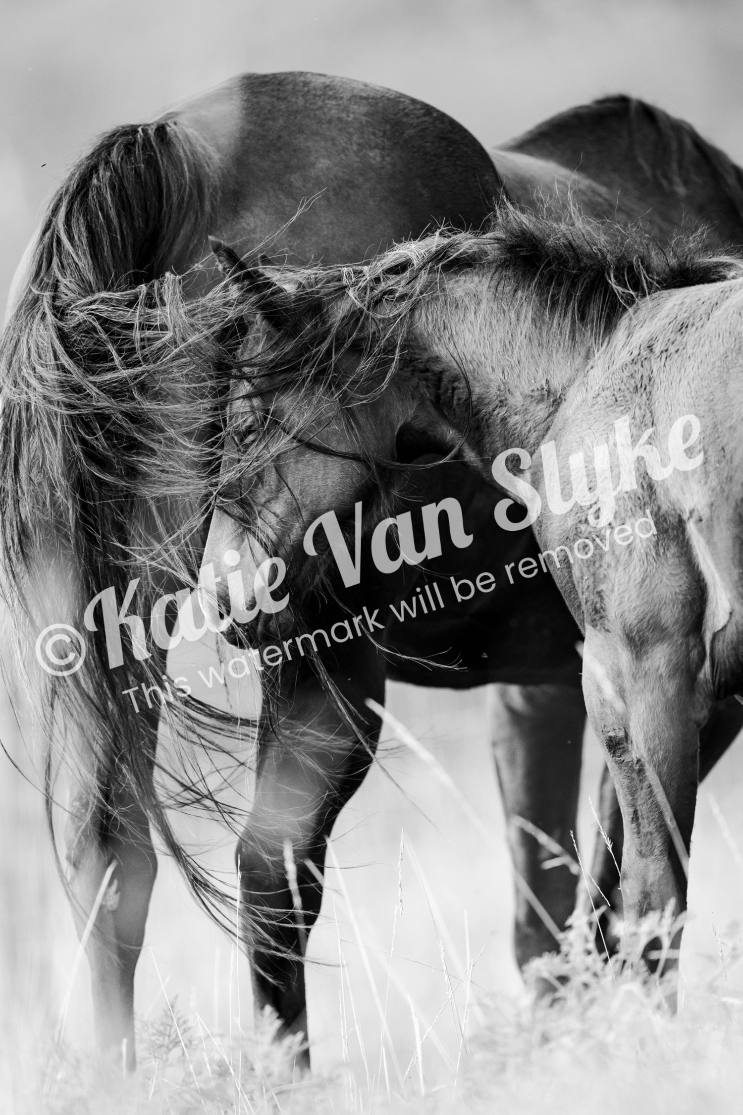 Horse Digital Download by Katie Van Slyke™