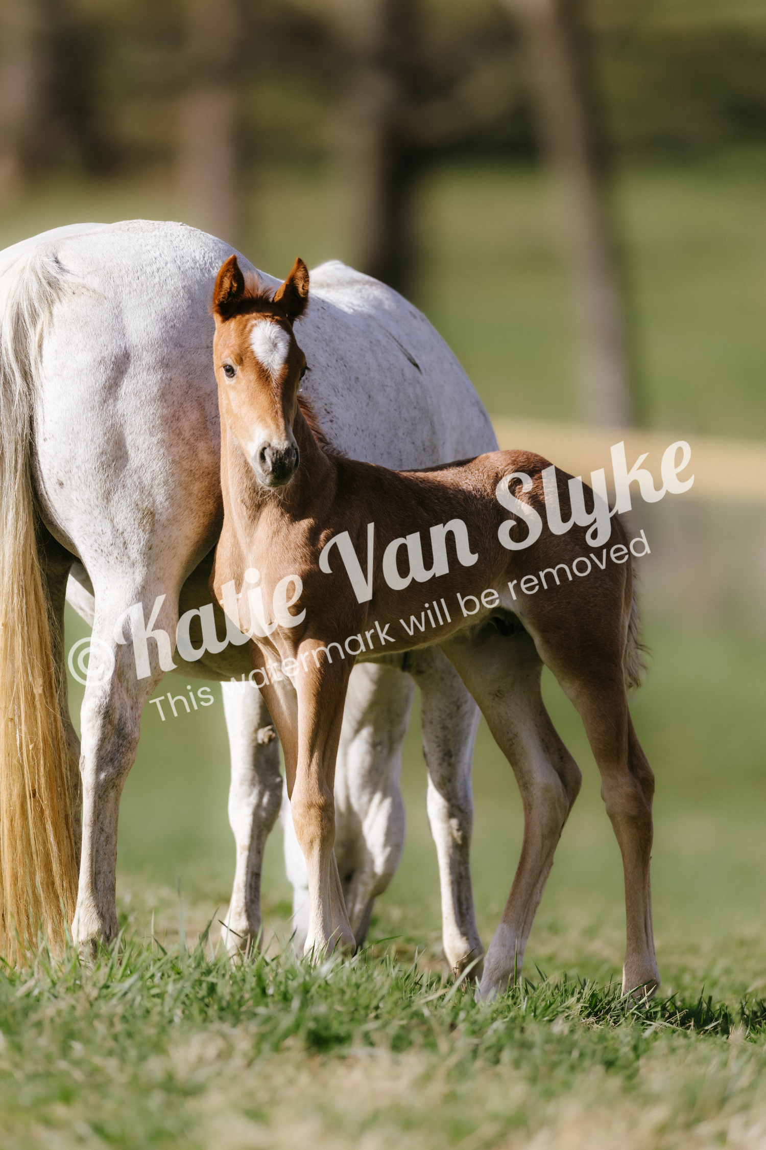 Knox and Gracie Digital Download by Katie Van Slyke™