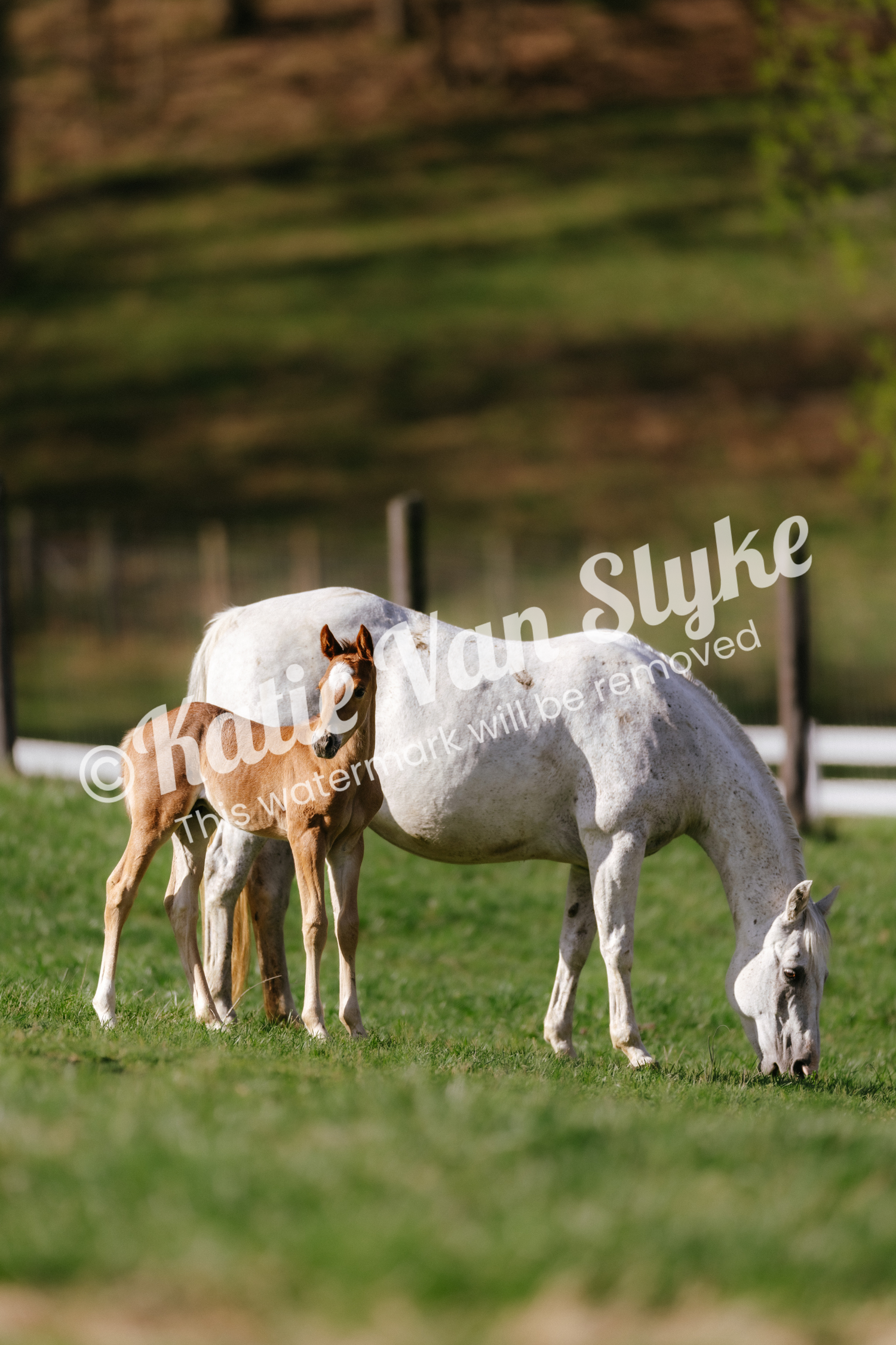 Gracie and Knox Digital Download by Katie Van Slyke™