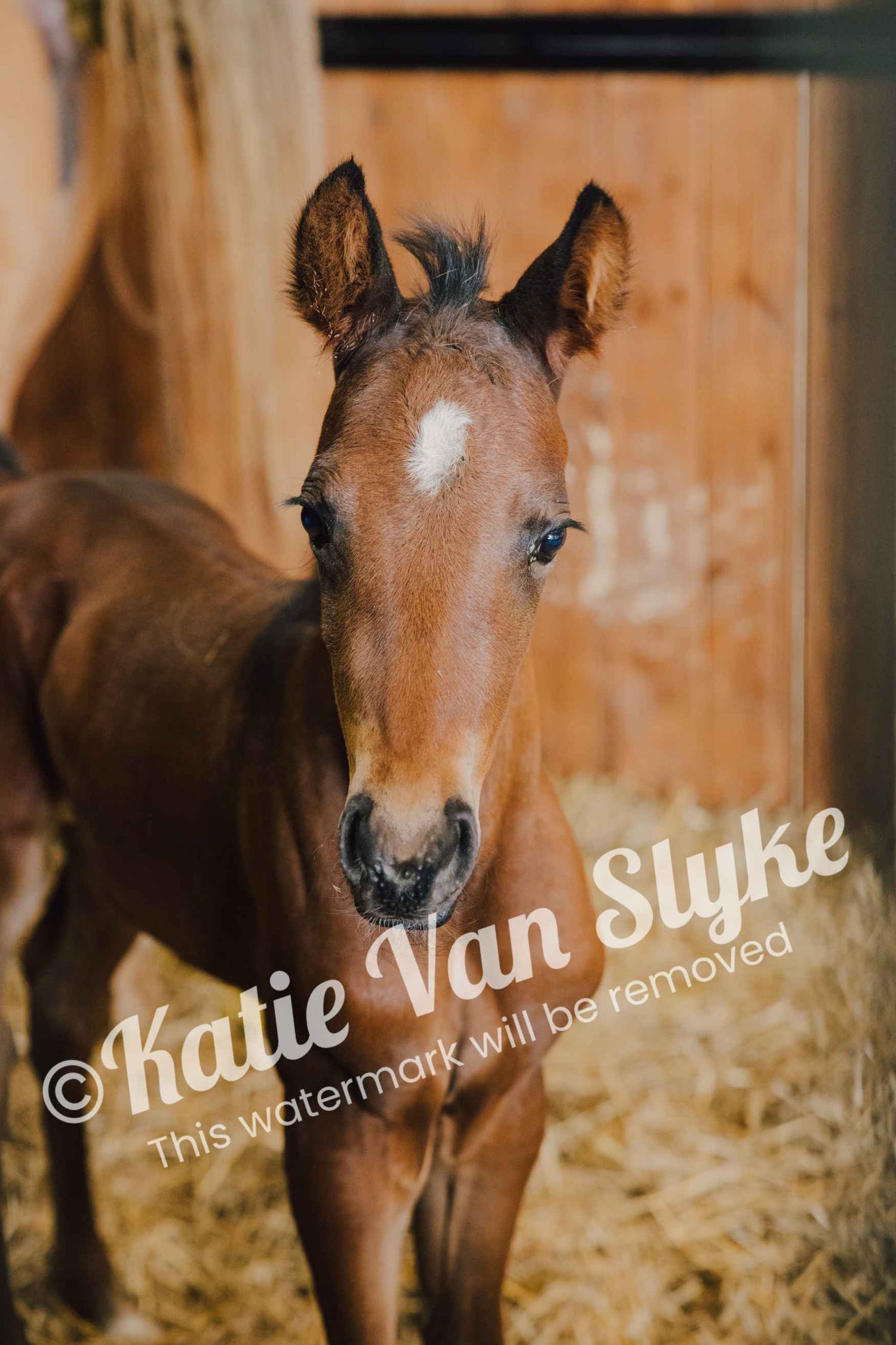 Benedict Digital Download by Katie Van Slyke®