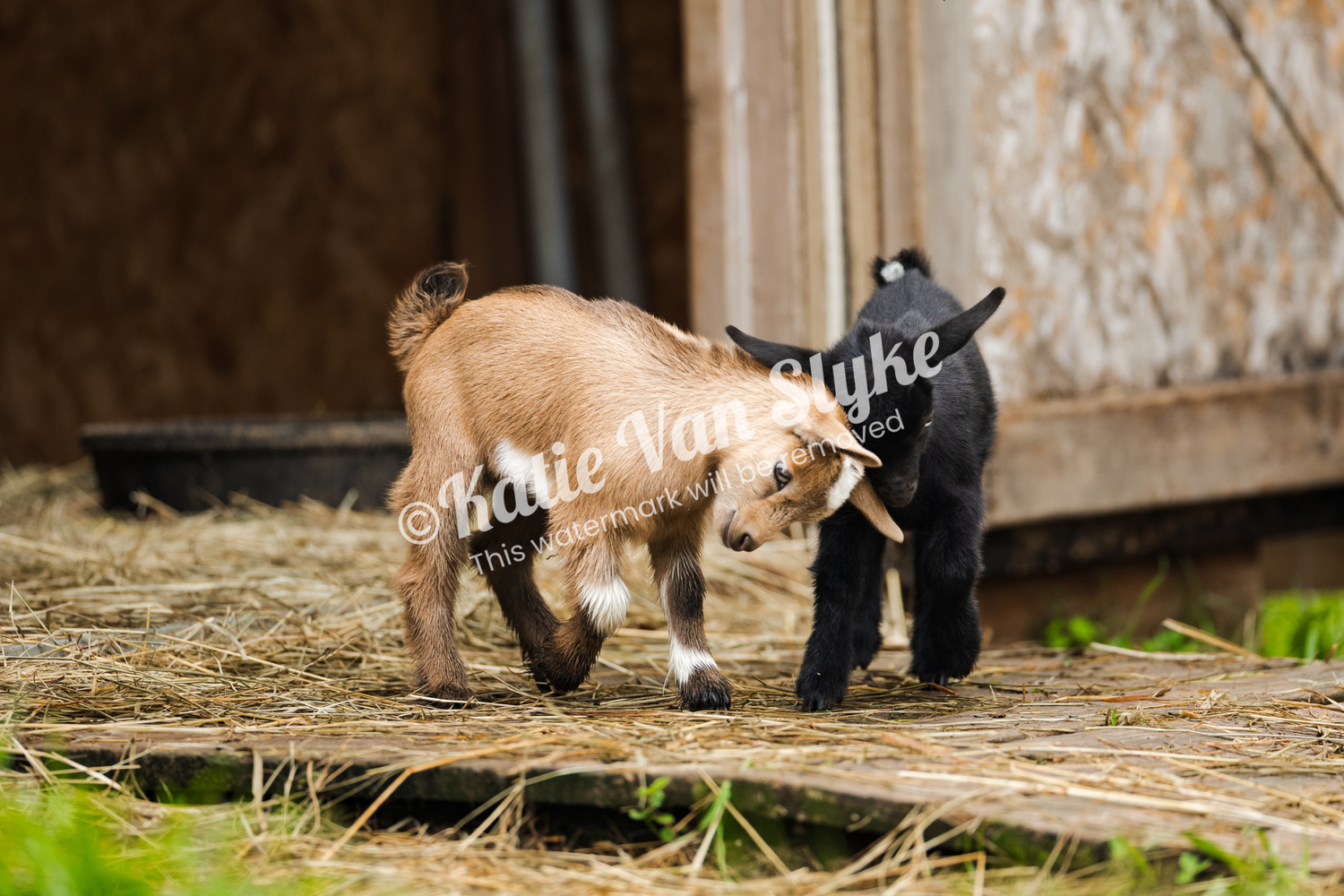 Bloom and Sprout Digital Download by Katie Van Slyke®